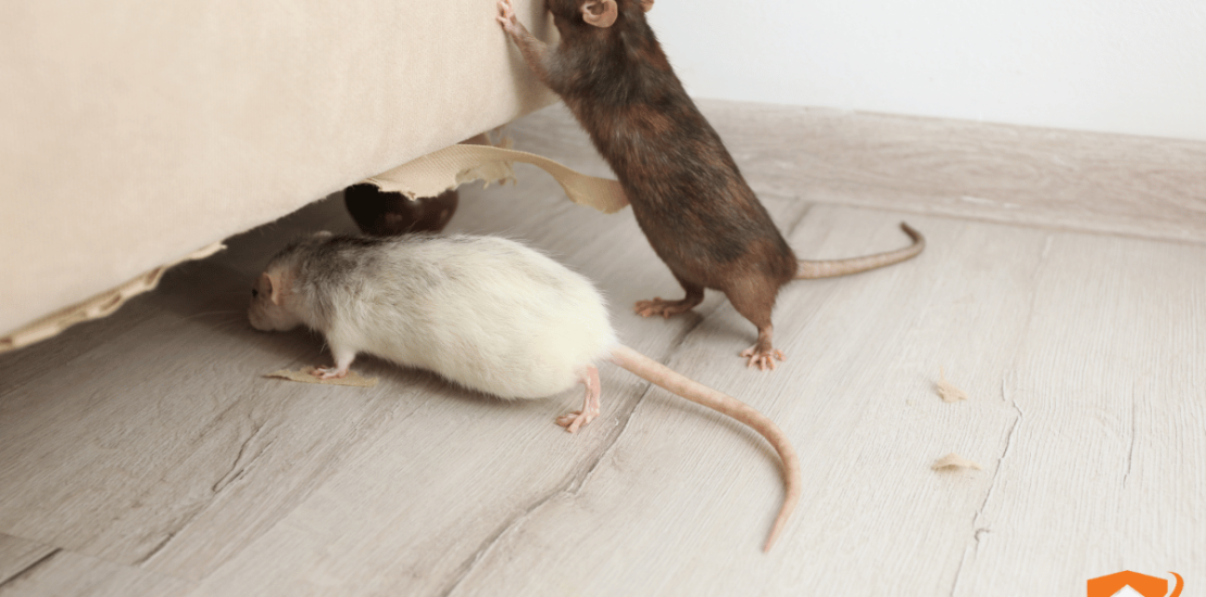 Señales de infestación de ratas en tu hogar: cómo detectarlas a tiempo