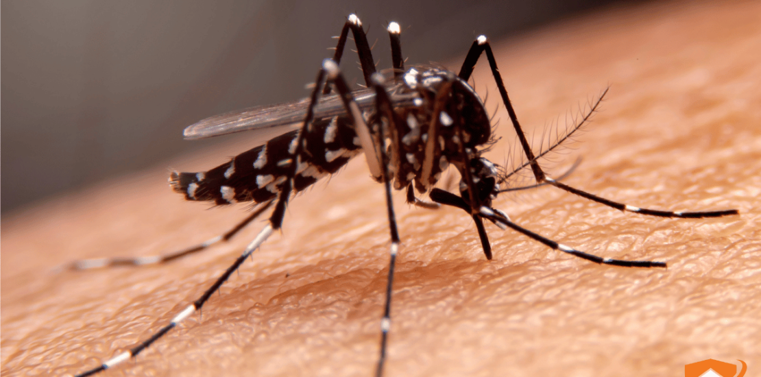 Aedes aegypti y dengue en Uruguay: cómo eliminar criaderos en tu casa