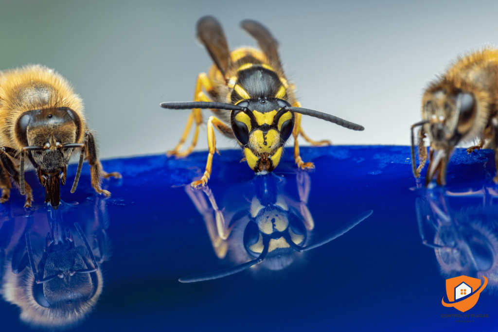 Avispas y abejas: por qué no se tratan igual