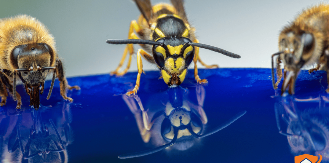 Avispas y abejas: por qué no se tratan igual