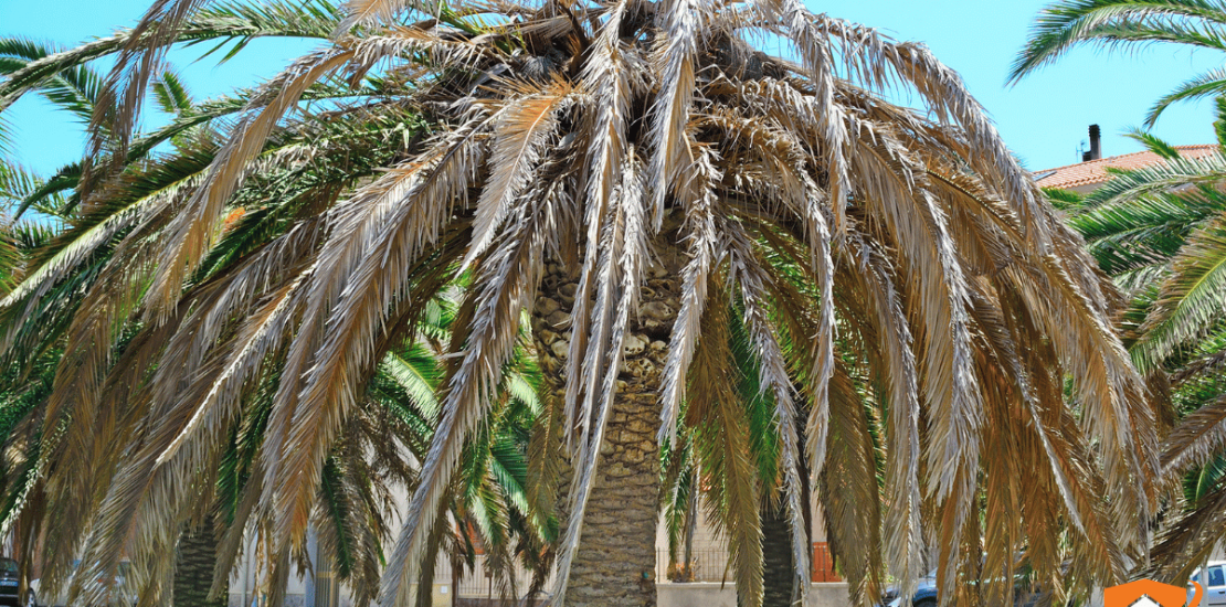 Cómo saber si tu palmera tiene picudo rojo: señales tempranas