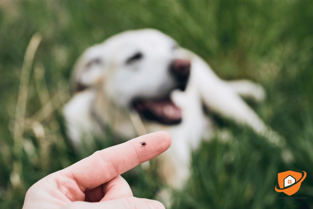 Garrapatas en perros y jardines: prevención y control en Uruguay