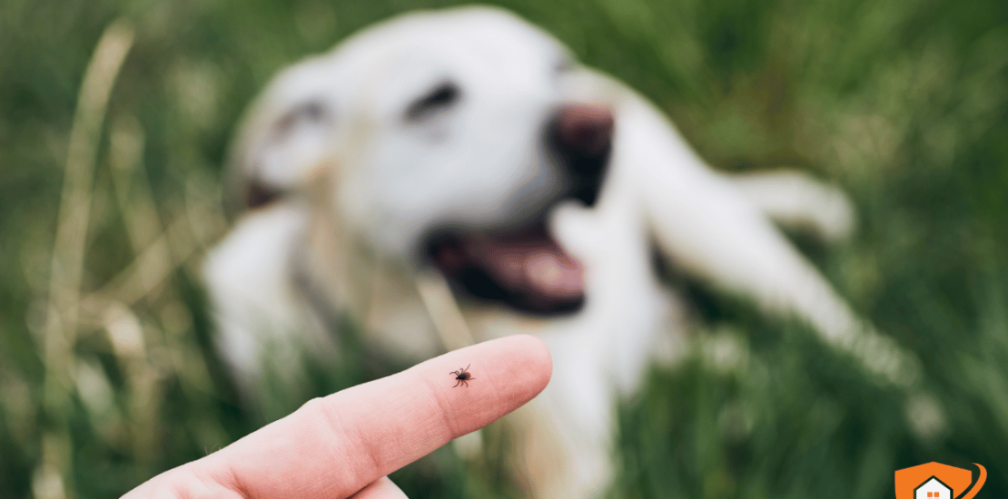 Garrapatas en perros y jardines: prevención y control en Uruguay