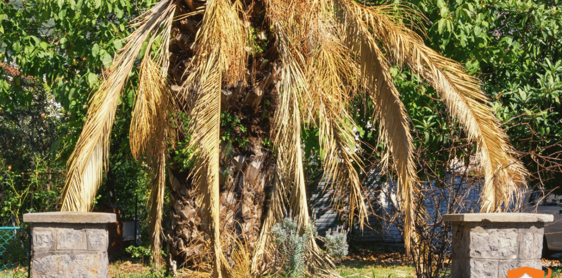 Picudo rojo: tratamiento, prevención y qué hacer con una palmera infestada