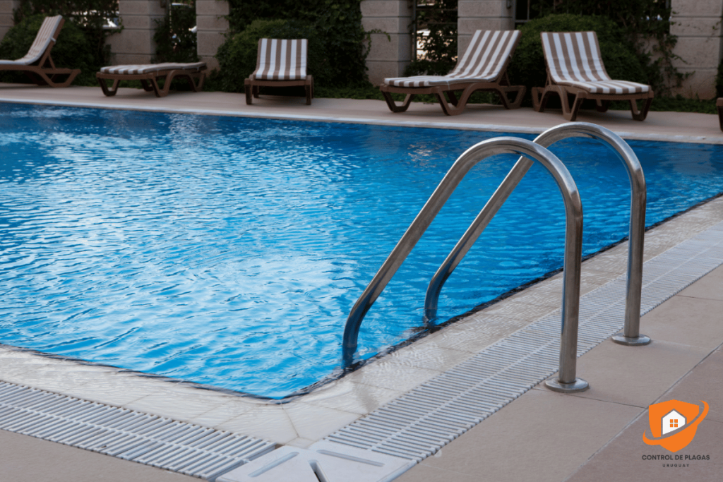 Plagas en piscinas, quinchos y barbacoas: cómo prevenirlas